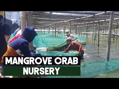 Mud (Mangrove) Crab Nursery for Pond Culture | Nursery for the aquaculture of Scylla Serrata