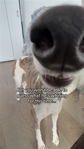 Kayce the Whippet on Instagram: "Are you or your pup always cold? Then you need this heated blanket sweater✨💘👀 If you would like to try this out you can find it on the Temu app by searching the code: kcu5359 🛍️ #whippetdog #sighthound #temu #shoptemu #temufinds"