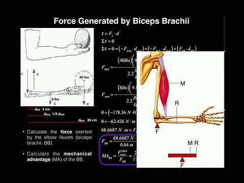 Biomechanics | Torque Problem #1 (Elbow Joint) [Biceps Force, Mech. Adv., Joint Reaction Force]