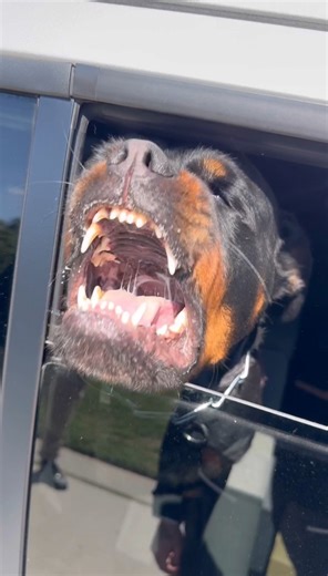 48K views · 858 reactions | This is a 4 year old Rottweiler who...