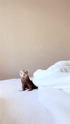 Discover the Fascinating World of Ferrets