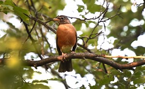 How to keep trees well-watered in any season: Ask an expert