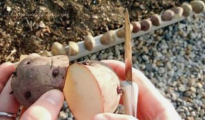 The Proper Way To Plant Potatoes In the Home Garden