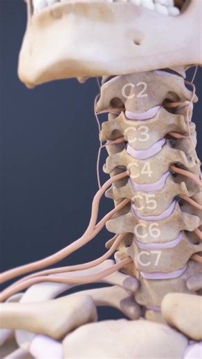 See how the cervical spinal nerves (C1–C8) are named and how they transmit signals between the brain, spinal cord, and upper body to support movement and sensation. | Spine-health