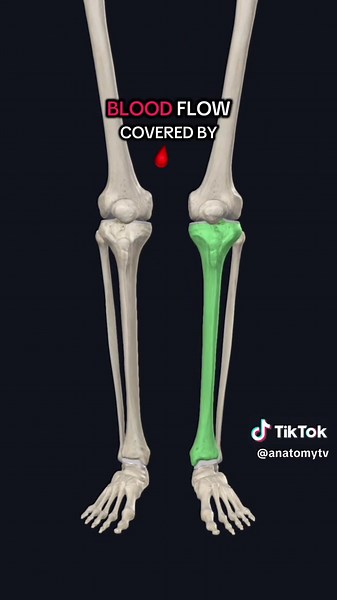 Understanding the Tibia Bone: Key Features and Anatomy