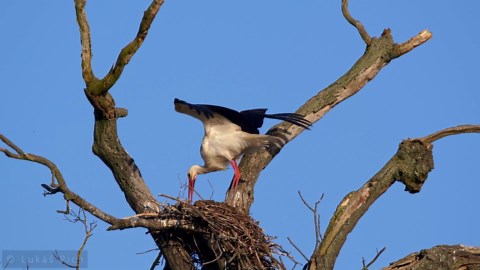 Nesting Birds in the Wild – White Stork (Ciconia ciconia)