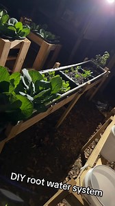 4.9K views · 3.5K reactions | Ever heard of a DIY root watering system? It's the ultimate game changer for plant lovers! Just set it up and let the magic happen!  #DIYGarden #Plants #GardeningHacks #PlantLife #SustainableLiving #farmlife #countryliving #vegetablegarden #homestead #raisedgardenbeds #selfsufficient #gardeningtips #GardenDesign | Jesus King McCoy | Facebook