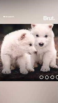 Meet Romulus and Remus, the dire wolves who were revived after nearly 12,500 years of extinction.