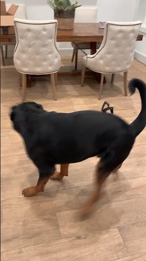 Dog Gets Scared While Puppy Wearing Spider Halloween Costume Chases Him - 1257052