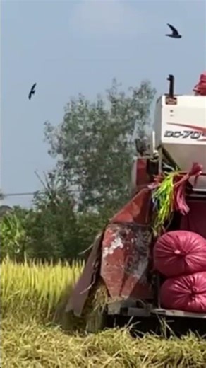 Máy gặt liên hợp kubota DC70