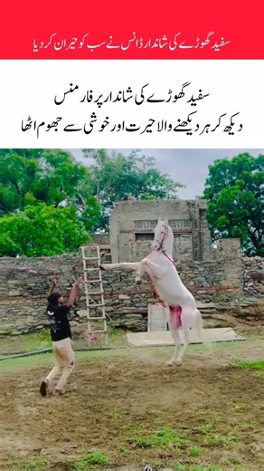 Majestic White Horse Showing Incredible Dancing Skills 🐎🔥#shorts #shortvideo #yt #horse #ytshorts