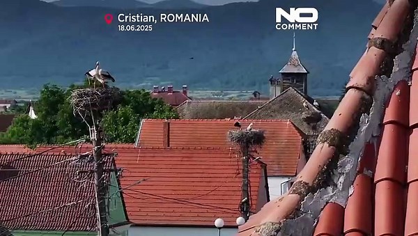 Cristian’s famous white storks get tagged in new conservation effort