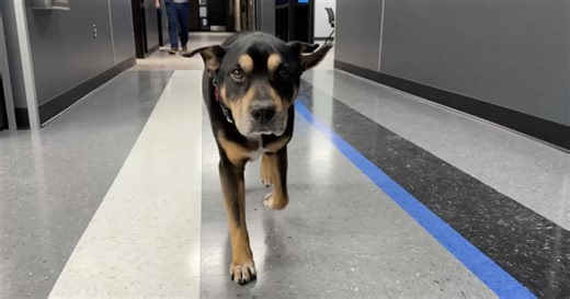 Milford police adopt stray dog found on porch, giving senior pup new home