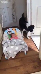 238K views · 1.8K reactions | His reaction to the sneeze is just adorable... This shows how much of a good dog he is!  | LADbible New Zealand | Facebook