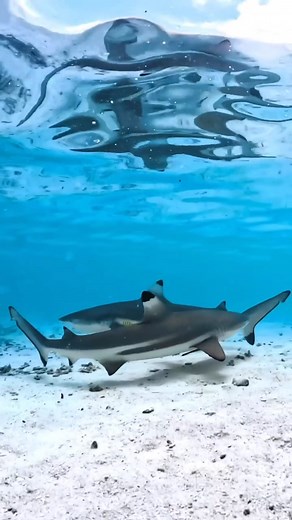 6.5K views · 98 reactions | Have you ever been to the stunning islands of Raja Ampat?  Home to some of the world’s most biodiverse coral reefs! 麗視 It looks pretty dreamy out there... 錄  @emhanney | Diving Adelaide & Online Dive Gear | Facebook