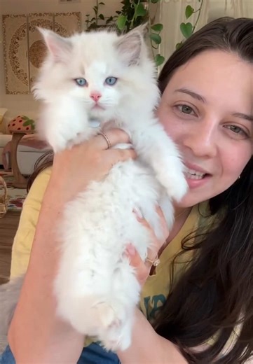 Some kittens are cute… but Ragdoll are on another level. Soft fluffy coats, calm personalities, and those unforgettable blue eyes 🤍 #ragdollkitten #kittensoftiktok #catsoftiktok
