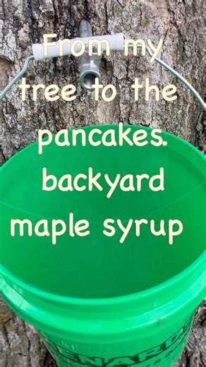 Maple syrup from your yard