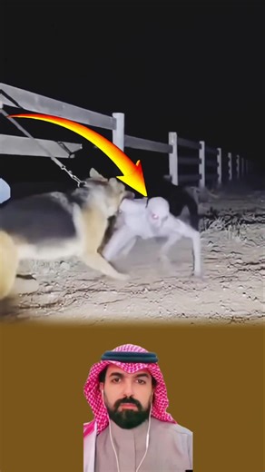 لا يُصدق ما حدث الكلب لم يخف، ظل يواجه الكائن الغامض والرجل يتمسك به بكل ما لديه من قوة #اكسبلور