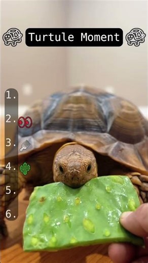 Turtle Moment Part 2 Gets Crazy 🐢🔥