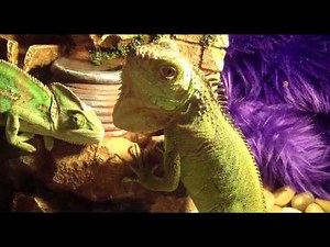 CHAMELEON & IGUANA