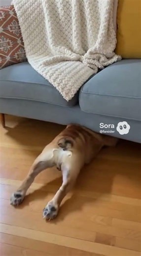 Stubborn Bulldog Refuses To Leave His Hiding Spot #funnydogs #shorts #relatable