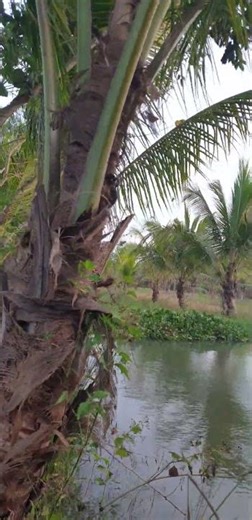 Bình yên quê tôi