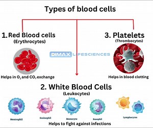 Types of Blood cells 👇🏻 | Dimax Life Sciences