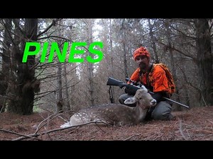 How to Hunt Pine Forests