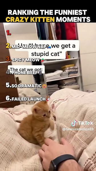 Hilarious Cats Being Silly in Funny Video Compilation