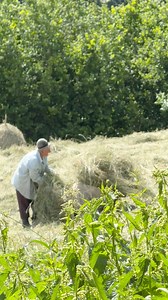145K views · 2.7K reactions | Munca e viața lui – fără muncă, s-ar ofili, s-ar simți inutil, lipsit de scop. | Hovrea Alin | Facebook