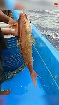 Catching Rosy Snapper & Grouper Fish in the Sea #fishing #fishingvideo #fishingtime
