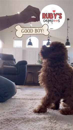 Ruby’s cavapoos - Jami Jones on Instagram: "Training with Ziggy this morning. He is such a good boy. So smart and wants to please! Great combination ❤️. TIP: Use meal time as an opportunity to train. Using kibble for training not only helps keep cost of treats down but hand feeding your puppy is a great way you can build trust and bonding. #puppytraining #puppytrainingtips #cavapoo #cavapoopuppy #puppyadoption #adoptme #cavapoobreeder #rubyscavapoos"