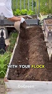 Chicken manure is one of the most powerful natural fertilizers when composted properly. Great for soil health and garden growth 🌱🐔 #BackyardChickens #ChickenManure #HomesteadLife | Go Green