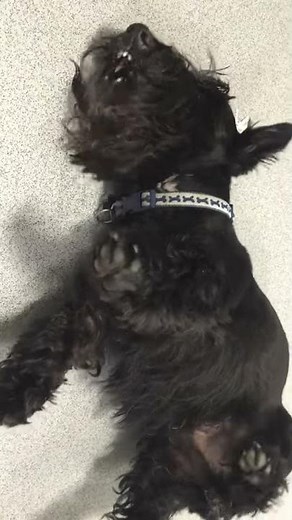 Epilepsy: General motor seizures in a Miniature Schnauzer