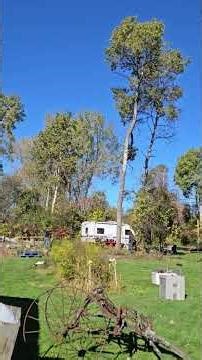 First Time Dropping A Tree This Big!!!! Pt. 2