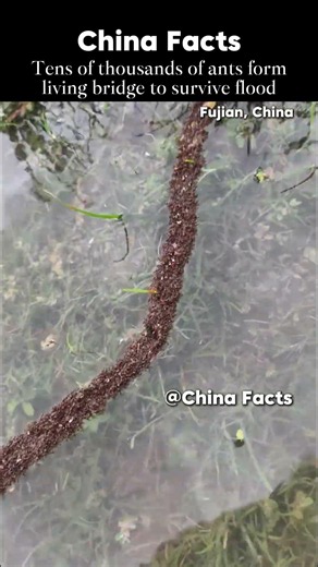 Tens of thousands of ants form living bridge to survive flood 🇨🇳🐜