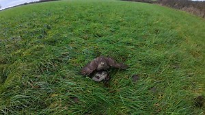 Sparrow Hawk hunting new video on my YouTube channel | Cavemen Hunter