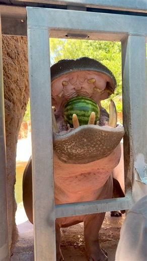 Timothy is starting his birthday with a watermelon smash! 🍉🦛 #animals #hippo #cuteanimals | San Antonio Zoo