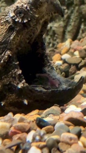 A turtle tongue trick 🎣 While most turtles spend their time paddling around for their next meal, the alligator snapping turtle prefers a more laid-back approach—letting the food come to them. 😎 The patient predator opens its wide jaws, sits *very* still, and wiggles around a tongue that looks suspiciously like a juicy worm. 🪱 Hungry fish passing by may think they've found a quick snack, but in an instant, the tables are turned and the turtle snaps its wide jaws shut. 🐢 Their diet also includ