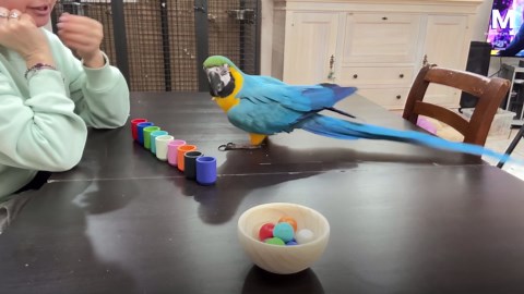 Clever parrot shows off intelligence with color-sorting game