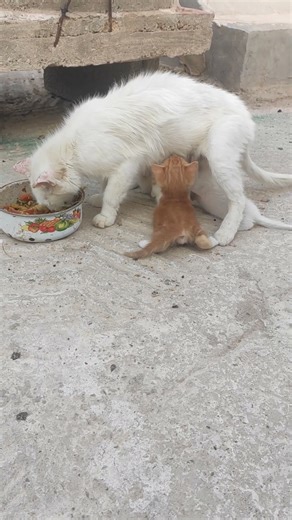 Mother Cat and Her Cute Kittens #animalrescue #cat #catvideo