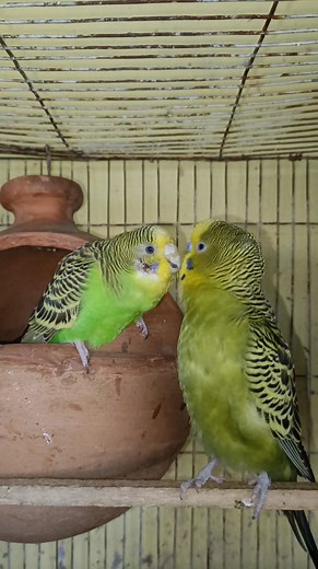 Budgie couple #budgie #budgies #budgerigar #budgerigarbird #budgerigarshow #birds #birdlife #fbreels #birdsolution | Bird Solution