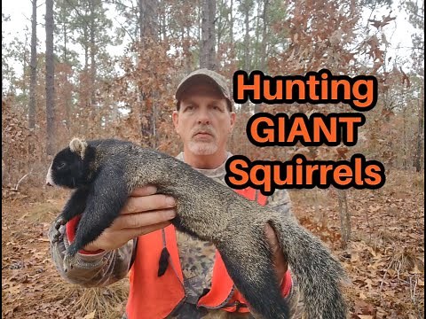 Hunting GIANT Fox Squirrels with a 410 Shotgun !