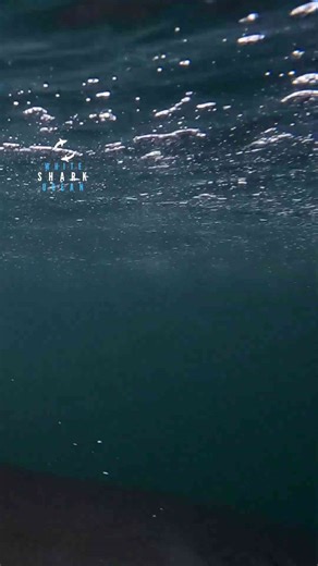 Iconic great white comes in with powerful jaws open