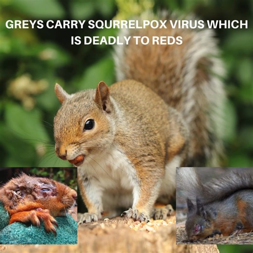 51K views · 211 reactions | Today is Red Squirrel Appreciation Day Reds need our help to survive and there are many ways you can get involved.  Report and monitor red and grey squirrel sightings: https://orlo.uk/CLICK_HERE_ZeIBZ  Help manage grey squirrel populations in your local woodlands: https://orlo.uk/ez5GD  Donate to UK Squirrel Accord and European Squirrel Initiative #RedSquirrelAppreciationDay | BASC - The British Association for Shooting and Conservation | Facebook