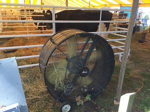 Fans, water and pools: The labor of love for 4H animals