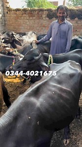 Red Katta & katti Ki biggest offers #reel #short #foryoupage | Business talks official