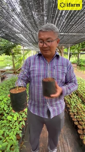 ความพิเศษของ ต้นกล้าทองหลางน้ำ สายพันธุ์ก้านแดงมีหนาม ของ IFARM และสวนนายชัดเจน . ⏺︎ เพาะจากเมล็ดจากสายพันธุ์ก้านแดงมีหนามในสวนของเราเอง และเป็นต้นที่ผ่านการขึ้นทะเบียนด้วยการทดสอบขยายเชื้อ Rhodobacter capsulatus เรียบร้อยแล้ว . ⏺︎ ฉีดด้วย Rhodobacter capsulatus และ Endophyte ทุก 10 วัน เพื่อให้ระบบรากแข็งแรงยิ่งขึ้น และต้านทานเชื้อราและโรคต่าง ๆ ได้ดียิ่งขึ้น . ⏺︎ ผสมเชื้อไมโครไรซ่าเพื่อช่วยเพิ่ม Network ของรากต้นทองหลางน้ำในการดูดซับอาหาร น้ำ และส่งต่อให้พืชประธาน เช่น ทุเรียน ส้มโอ เงาะ มังคุ