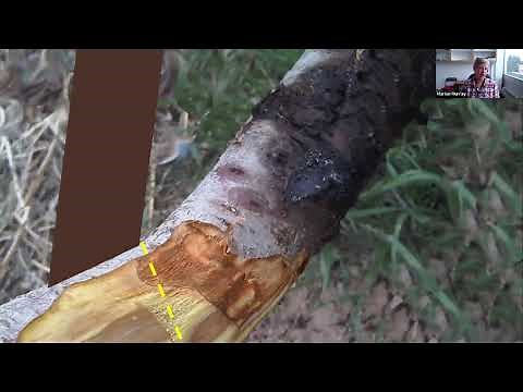 Canker Diseases on Landscape Hardwood Trees in the Western U.S.