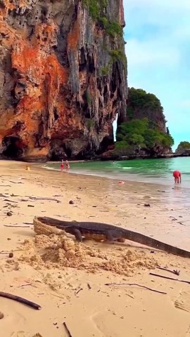Spot Varanus salvator roaming Thailand’s mystical tropical beaches